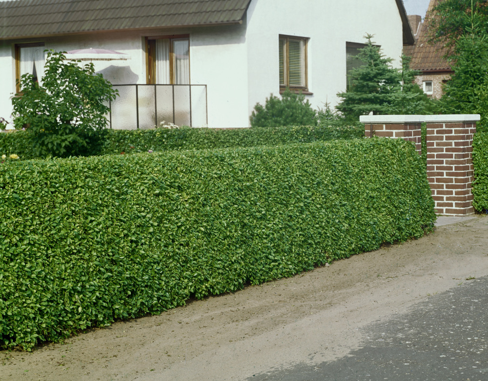 Ligustrum Ovalifolium Ptaci Zob Vejcitolisty Bal 10 Ks Vk Na