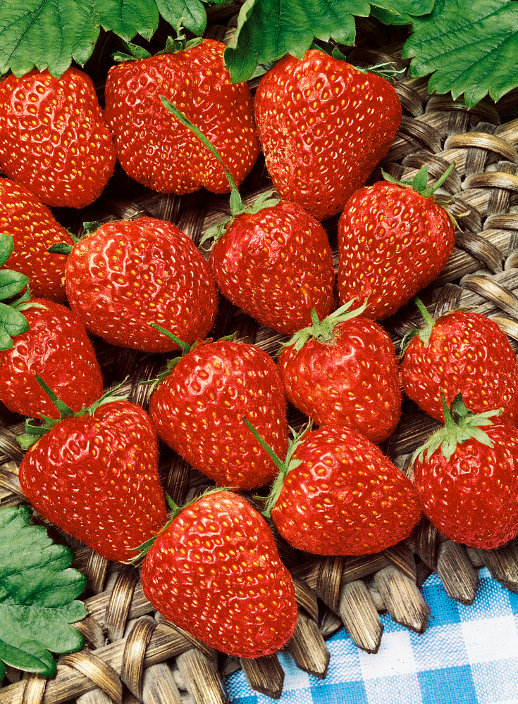 Fragaria Ostara () Fragaria Ostara