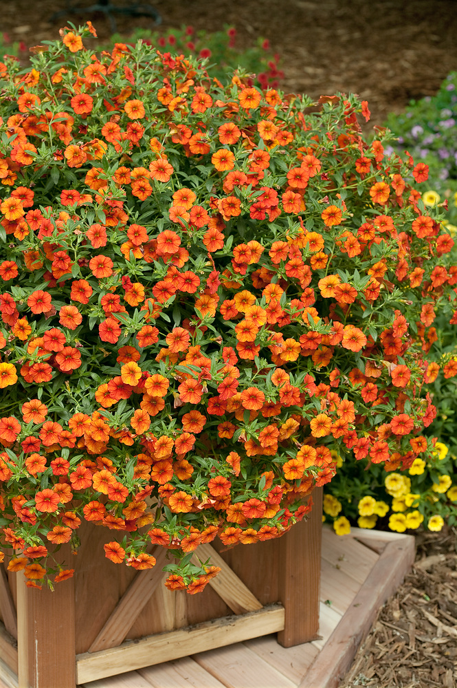 Calibrachoa Semena (semen Calibrachoa, výsev semen Calibrachoa, Peletovaná semena, povrch substrátu) Calibrachoa Semena