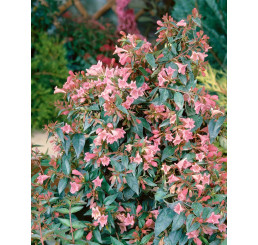 Abelia grandiflora ´Edward Goucher´ / Abélie veľkokvětá, 40+ cm, C5