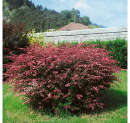 Berberis thunbergii ´Rose Glow´ / Dřišťál Thunbergův, 20-30 cm, C2