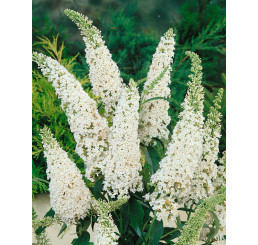 Buddleia davidii ´White Bouquet´ / Komule Davidova bílá, 40-50 cm, C1