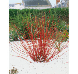 Cornus alba ´Sibirica´ / Svída bílá / Dřín, 40-50 cm, C2