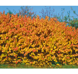 Cornus sanguinea / Svíb, Dřín krvavý, Svída krvavá, bal. 10 ks VK na živý plot, 50-80 cm 