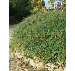 Cotoneaster radicans ´Eicholz´ / Skalník, 20-30 cm, C2