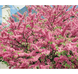 Cercis siliquastrum / Zmarlika Jidášova, 40-50 cm, C3