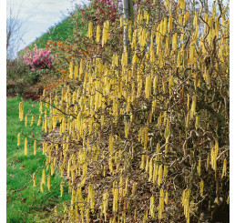 Corylus avellana ´Contorta´ / Líska obecná, 100-125 cm, C12