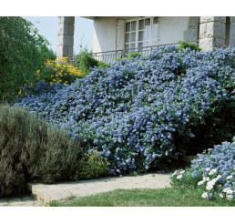 Ceanothus thyrsiflorus repens / Zpododěr / Latnatec kytkokvětý, 30-40 cm, C2