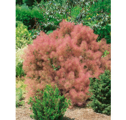 Cotinus coggygria / Ruj vlasatá, 25-30 cm, C2