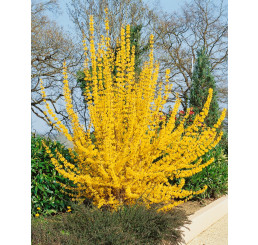 Forsythia interm. ´Lynwood Gold´ / Zlatice, 20-30 cm, C2