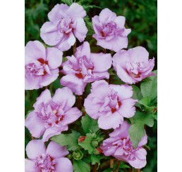 Hibiscus syriacus ´Ardens´ / Ibišek syrský, 40-50 cm, C3