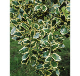 Ilex aquif. ´Argentea Marginata´ / Cesmína ostrolistá, K9