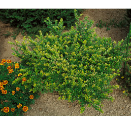 Lonicera nitida Maigrun / Zimolez lesklý, K9