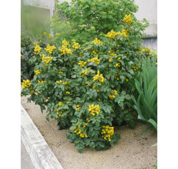 Mahonia aquifolium / Mahónie cesmínolistá, 15-20 cm, C1