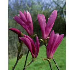 Magnolia ´Susan´ / Šácholan / Magnólie, 25-30 cm, K12