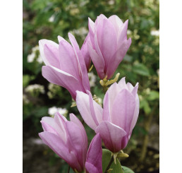 Magnolia ´George Henry Kern´ / Šácholan / Magnólie, 40-60 cm, C3