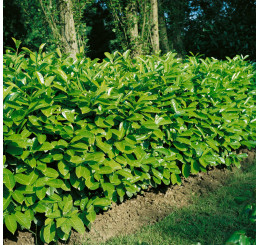 Prunus laurocerasus ´Rotundifolia´ / Bobkovišeň lékařská, 20 - 30 cm, K9