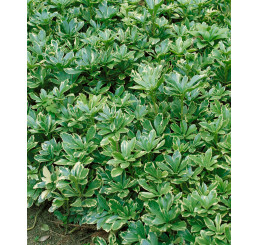 Pachysandra terminalis ´Variegata´/ Tlustonitník klasnatý, C1,5