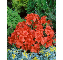 Azalea japonica ´Santa Maria´ / Pěnišník japonský, 20-30 cm, C3