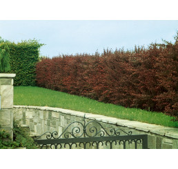 Berberis thunbergii atr. / Dřišťál thunbergův, bal. 10 ks VK na živý plot