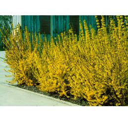 Forsythia intermedia / Zlatice prostřední, 40-50 cm, C1,5