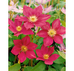 Clematis ´Crimson King´ / Plamének rudý, mladá r., K9