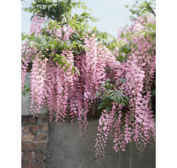 Wisteria floribunda ´Rosea´ / Vistárie květnatá, 125-150 cm, C5