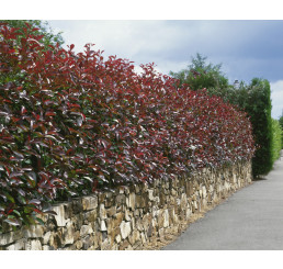 Photinia fraseri ´Red Robin´ / Blýskalka, 20-25 cm, K9
