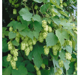 Humulus lupulus / Okrasný chmel , K11