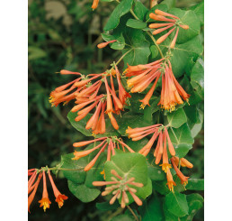 Lonicera brownii ´Dropmore Scarlet´ / Zimolez, 80-100 cm, C2