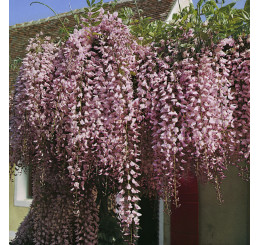 Wisteria floribunda ´Rosea´ / Vistárie květnatá , 50-60 cm, C2