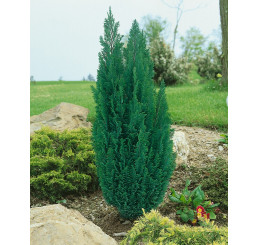 Chamaecyparis laws. ´Ellwoodii´ / Cypřišek Lawsonův, 20 - 30 cm, C2