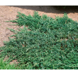 Juniperus horizontalis ´Wiltonii´ / Jalovec polehlý, 15 - 20 cm, K9