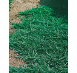 Juniperus horizontalis 'Wiltonii' / Jalovec polehlý, 25-30 cm, C3