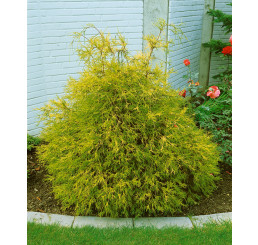 Chamaecyparis pisifera ´Filifera Aurea´ / Cypřišek hrachonosný, 40-50 cm, C2
