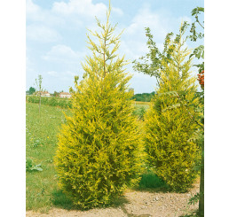 Cupressocyparis leylandii ´Gold Rider´/ Cypřišovec Leylandův, 20-25 cm, K9