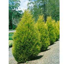 Cupressocyparis leylandii ´Gold Rider´/ Cypřišovec Leylandův, bal. 10 ks na živý plot, 25-30 cm, 10xK9