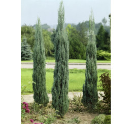 Juniperus scopulorum 'Skyroket' / Jalovec, 50-70 cm, C2