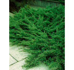Juniperus sabina ´Tamariscifolia´ / Jalovec chvojka , 12-15 cm, K9