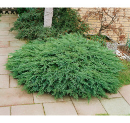 Juniperus sabina ´Tamariscifolia´ / Jalovec chvojka , 12-15 cm, K9