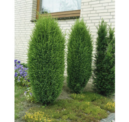 Juniperus communis ´Hibernica´ / Jalovec obecný, 25-30 cm, C2
