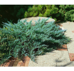 Juniperus sabina ´Blue Danube´ / Jalovec chvojka, 30-40 cm, C1,5