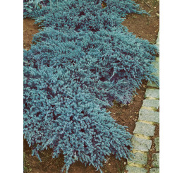 Juniperus sq. 'Blue Carpet' / Jalovec šupinatý ´Modrý koberec´, 30-40 cm, C1,5