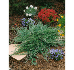Juniperus horiz. ´Prince of Wales´ / Jalovec polehlý, 15 - 20 cm, K9