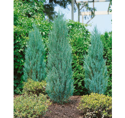 Juniperus scopulorum ´Blue Arrow´ / Jalovec skalní 'raketa' , 50-60 cm, C3
