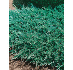 Juniperus horizontalis ´Blue Chip´ / Jalovec polehlý, 15-20 cm, K9