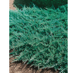 Juniperus horizontalis ´Blue Chip´ / Jalovec polehlý, 15-20 cm, C1,5