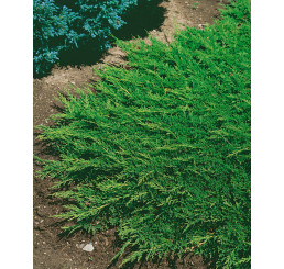 Juniperus horiz. ´Prince of Wales´ / Jalovec polehlý, 20-30 cm, C1,5