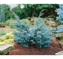 Juniperus chinensis ´Blue Alps´ / Jalovec čínský, 30-40 cm, C3