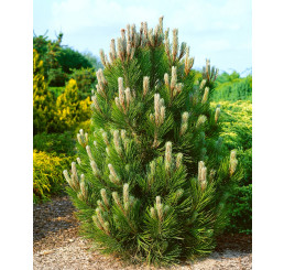 Pinus leucodermis 'Compact Gem' / Borovice bělokorá, 60-70 cm, C15